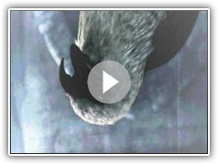 assassins creed music trailer